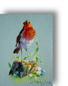 A robin stands proud